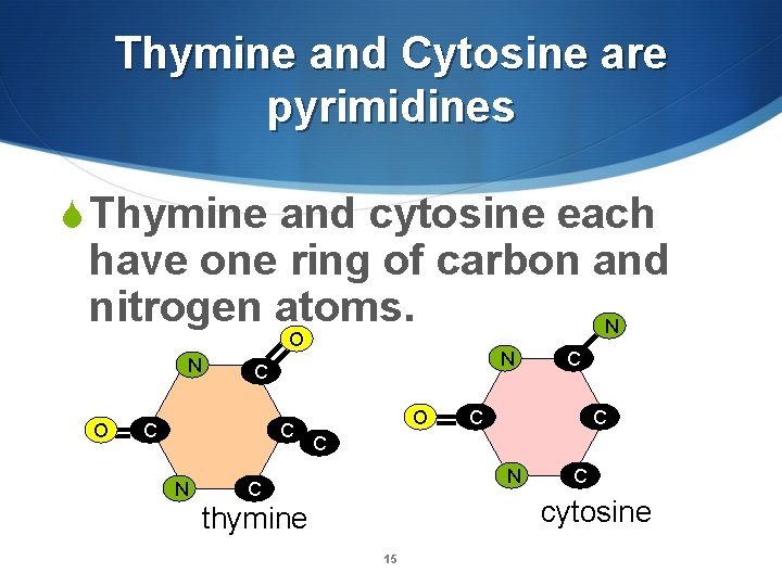 Thymine and Cytosine are pyrimidines S Thymine and cytosine each have one ring of