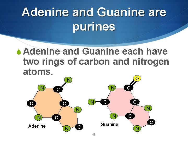 Adenine and Guanine are purines S Adenine and Guanine each have two rings of