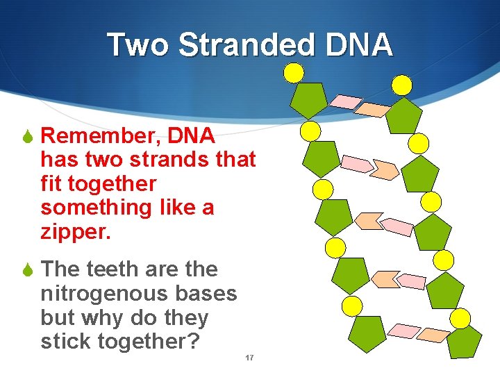 Two Stranded DNA S Remember, DNA has two strands that fit together something like