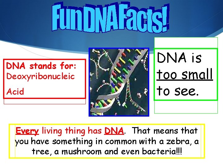 DNA stands for: Deoxyribonucleic Acid DNA is too small to see. Every living thing