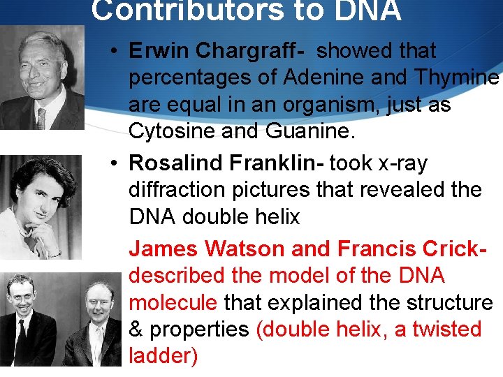 Contributors to DNA • Erwin Chargraff- showed that percentages of Adenine and Thymine are