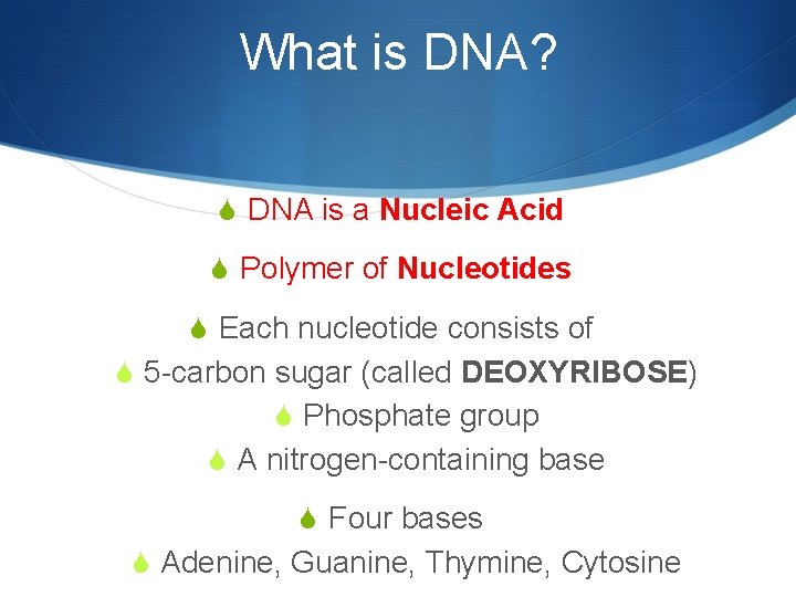 What is DNA? S DNA is a Nucleic Acid S Polymer of Nucleotides S