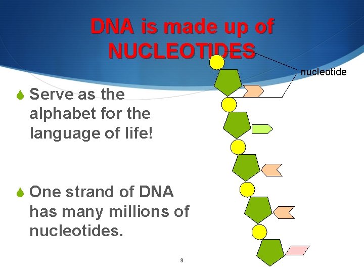 DNA is made up of NUCLEOTIDES nucleotide S Serve as the alphabet for the