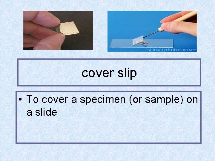 cover slip • To cover a specimen (or sample) on a slide 