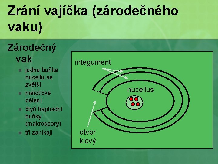 Zrání vajíčka (zárodečného vaku) Zárodečný vak n n jedna buňka nucellu se zvětší meiotické