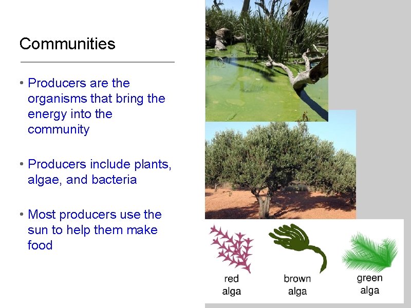 Ecology Notes For Biology Students Populations A group