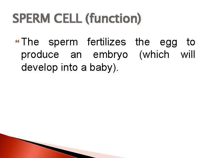 SPERM CELL (function) The sperm fertilizes the egg to produce an embryo (which will