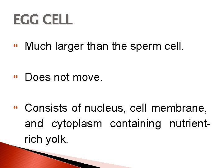 EGG CELL Much larger than the sperm cell. Does not move. Consists of nucleus,
