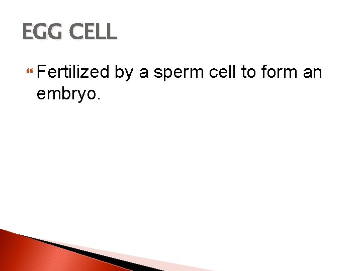 EGG CELL Fertilized embryo. by a sperm cell to form an 