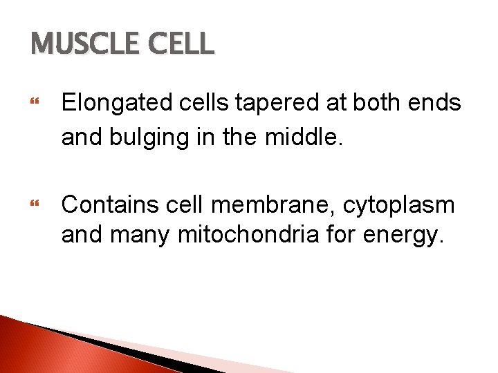 MUSCLE CELL Elongated cells tapered at both ends and bulging in the middle. Contains