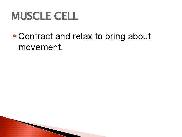 MUSCLE CELL Contract and relax to bring about movement. 