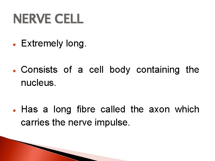 NERVE CELL Extremely long. Consists of a cell body containing the nucleus. Has a