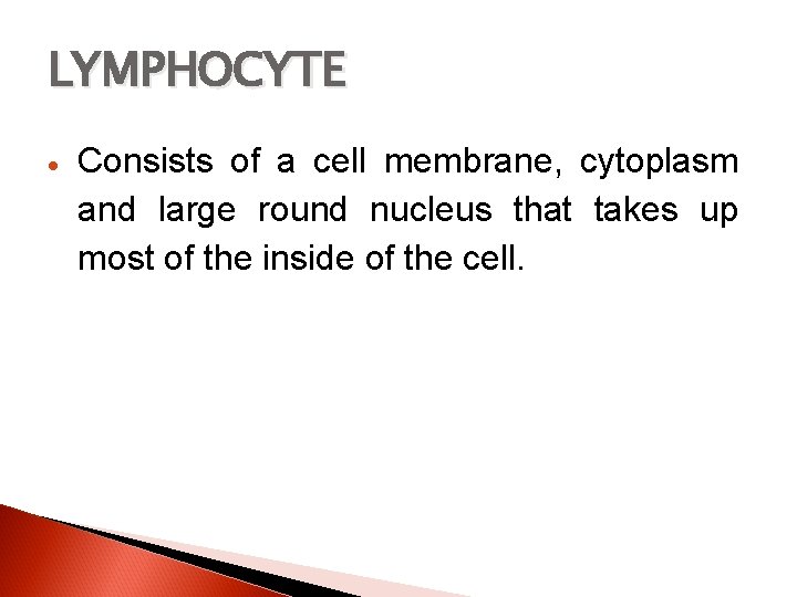 LYMPHOCYTE Consists of a cell membrane, cytoplasm and large round nucleus that takes up