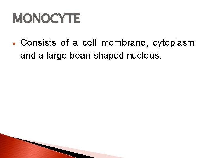 MONOCYTE Consists of a cell membrane, cytoplasm and a large bean-shaped nucleus. 