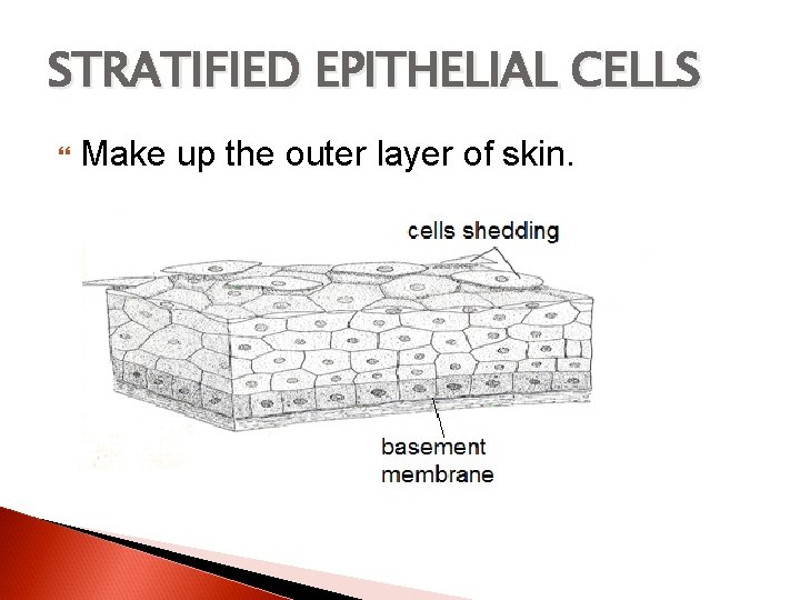STRATIFIED EPITHELIAL CELLS Make up the outer layer of skin. 