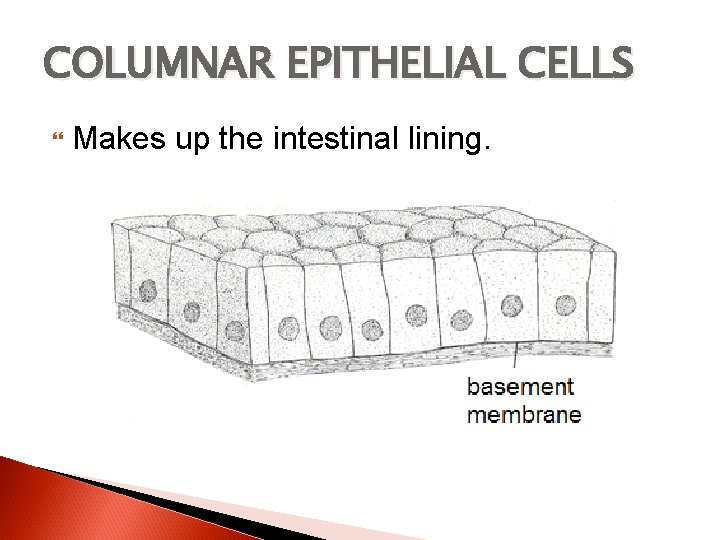 COLUMNAR EPITHELIAL CELLS Makes up the intestinal lining. 