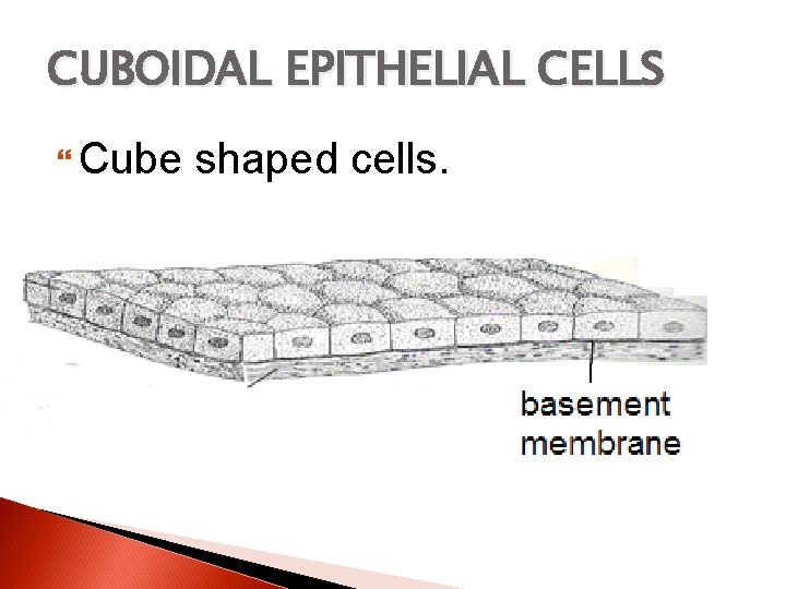 CUBOIDAL EPITHELIAL CELLS Cube shaped cells. 