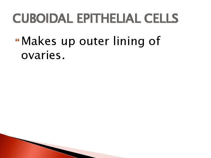 CUBOIDAL EPITHELIAL CELLS Makes up outer lining of ovaries. 
