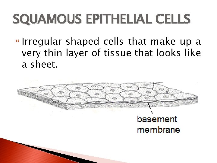 SQUAMOUS EPITHELIAL CELLS Irregular shaped cells that make up a very thin layer of