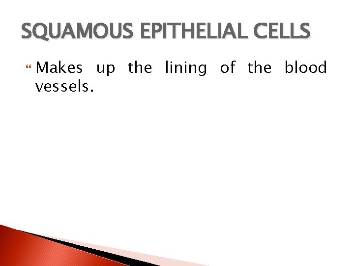SQUAMOUS EPITHELIAL CELLS Makes up the lining of the blood vessels. 
