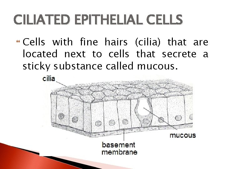 CILIATED EPITHELIAL CELLS Cells with fine hairs (cilia) that are located next to cells