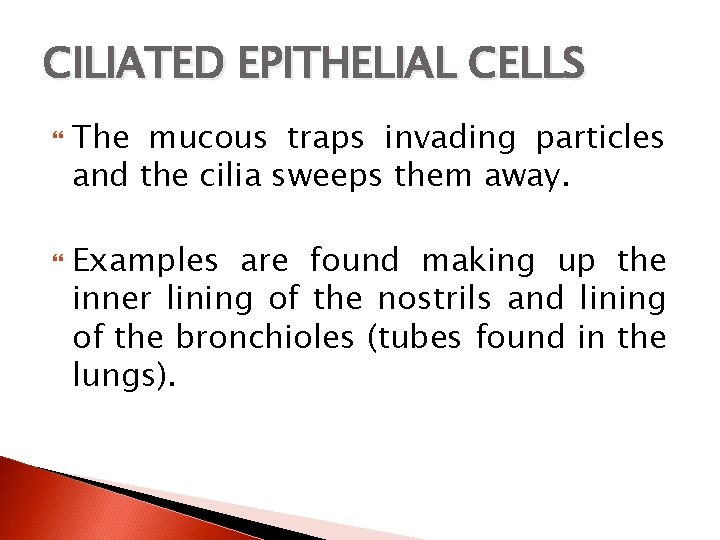 CILIATED EPITHELIAL CELLS The mucous traps invading particles and the cilia sweeps them away.