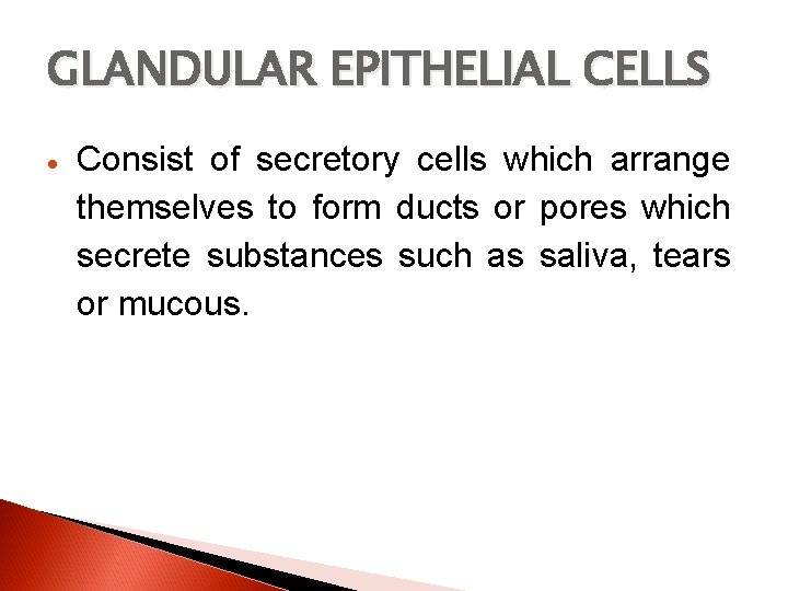 GLANDULAR EPITHELIAL CELLS Consist of secretory cells which arrange themselves to form ducts or