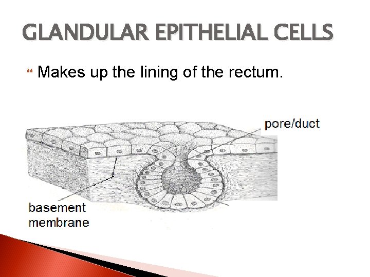 GLANDULAR EPITHELIAL CELLS Makes up the lining of the rectum. 