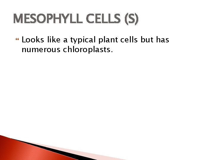 MESOPHYLL CELLS (S) Looks like a typical plant cells but has numerous chloroplasts. 