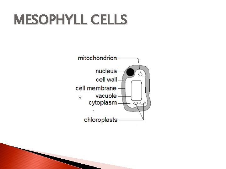 MESOPHYLL CELLS 