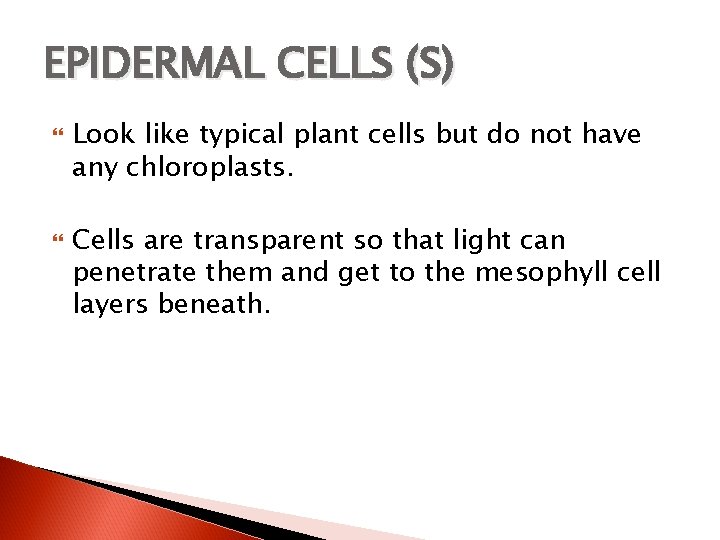 EPIDERMAL CELLS (S) Look like typical plant cells but do not have any chloroplasts.
