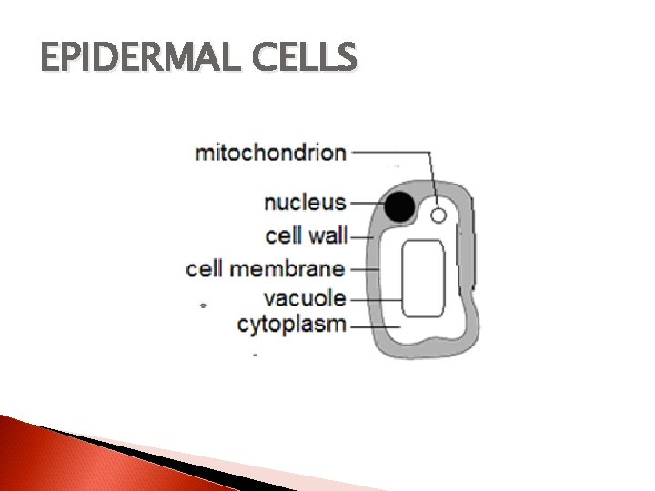 EPIDERMAL CELLS 
