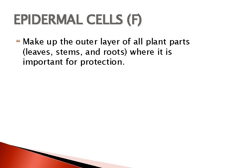 EPIDERMAL CELLS (F) Make up the outer layer of all plant parts (leaves, stems,
