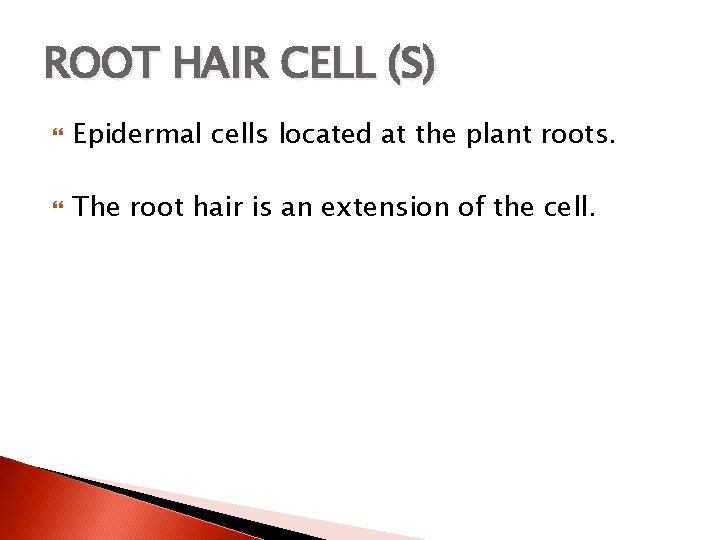 ROOT HAIR CELL (S) Epidermal cells located at the plant roots. The root hair