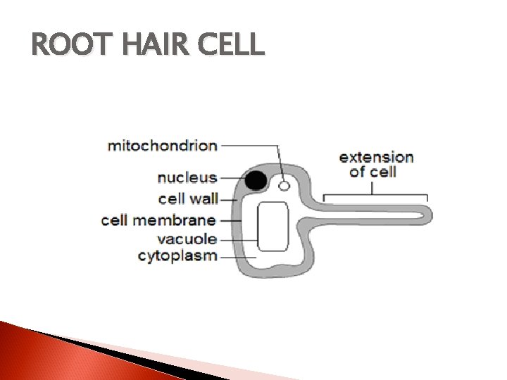 ROOT HAIR CELL 