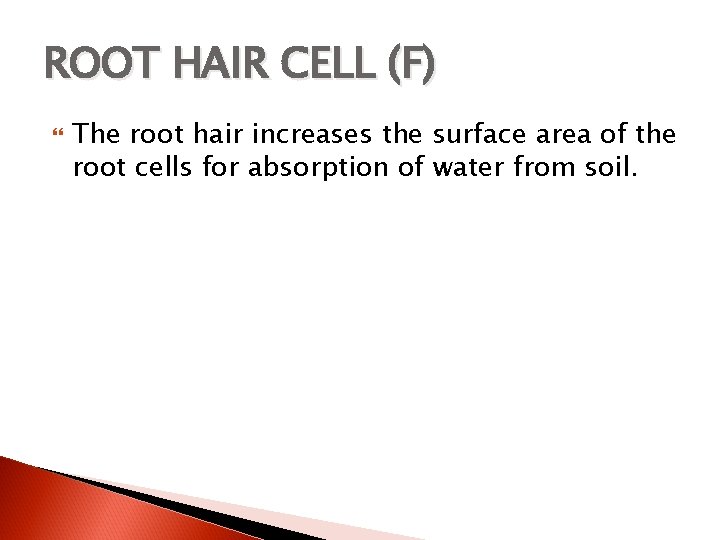 ROOT HAIR CELL (F) The root hair increases the surface area of the root