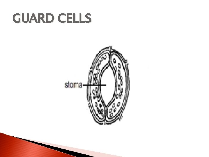 GUARD CELLS 