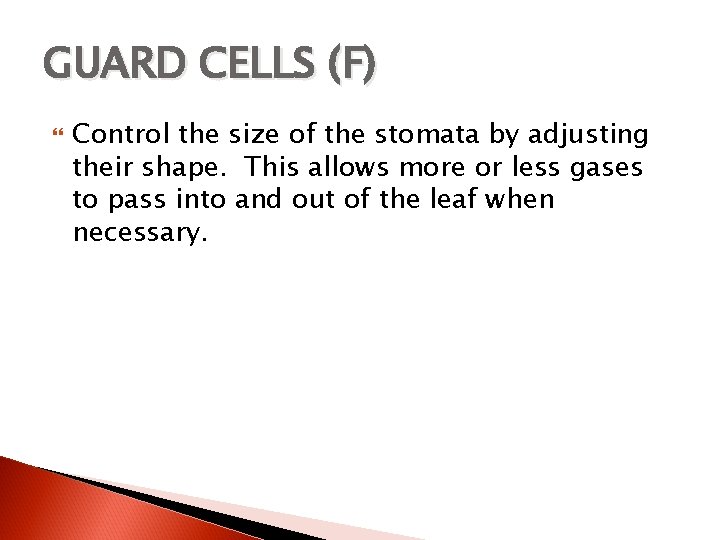 GUARD CELLS (F) Control the size of the stomata by adjusting their shape. This