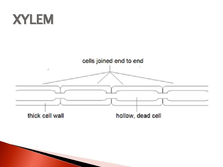 XYLEM 