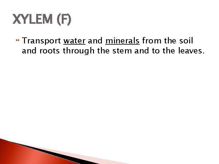 XYLEM (F) Transport water and minerals from the soil and roots through the stem