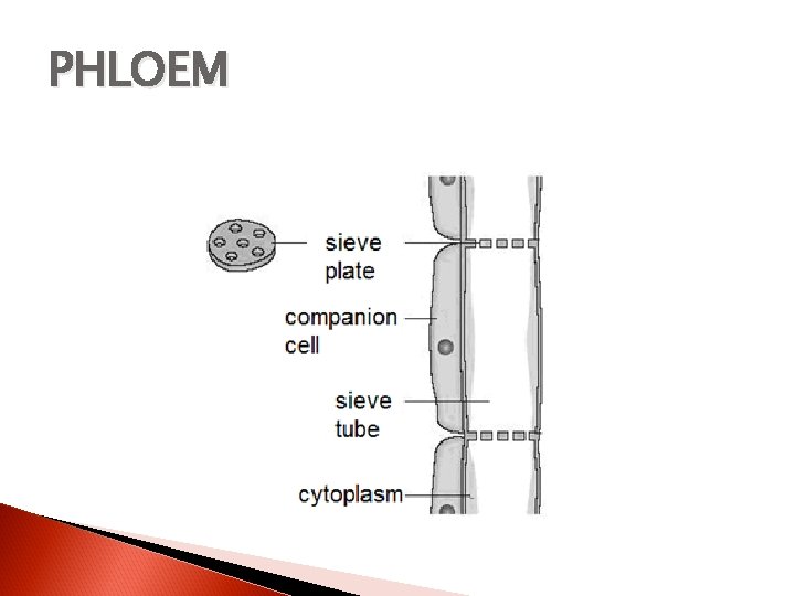 PHLOEM 