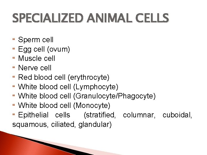 SPECIALIZED ANIMAL CELLS Sperm cell Egg cell (ovum) Muscle cell Nerve cell Red blood
