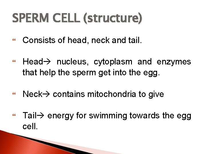 SPERM CELL (structure) Consists of head, neck and tail. Head nucleus, cytoplasm and enzymes