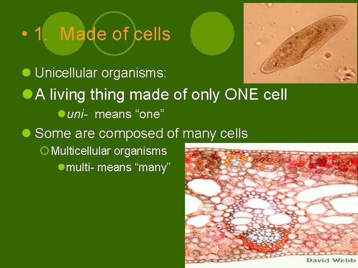  • 1. Made of cells l Unicellular organisms: l A living thing made