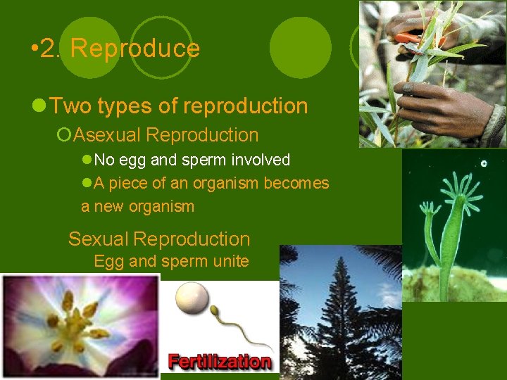  • 2. Reproduce l Two types of reproduction ¡Asexual Reproduction l. No egg