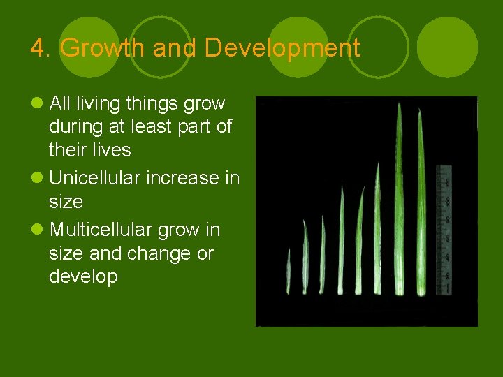 4. Growth and Development l All living things grow during at least part of