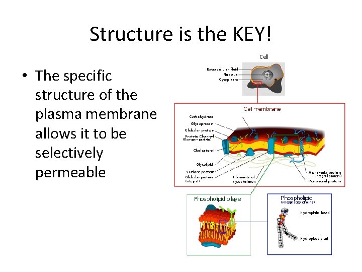 Structure is the KEY! • The specific structure of the plasma membrane allows it