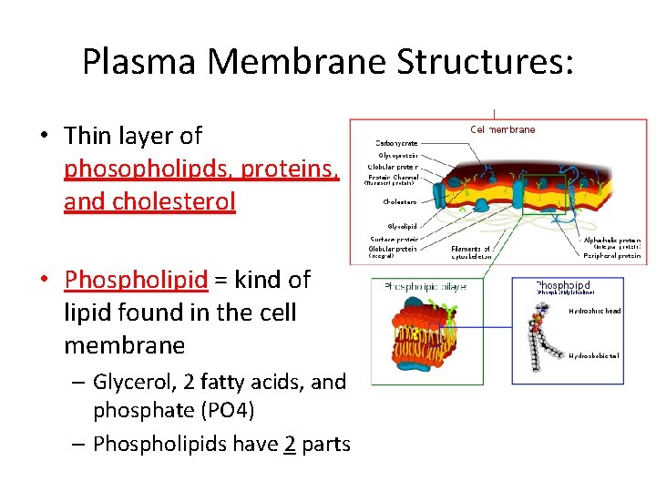 Plasma Membrane Structures: • Thin layer of phosopholipds, proteins, and cholesterol • Phospholipid =