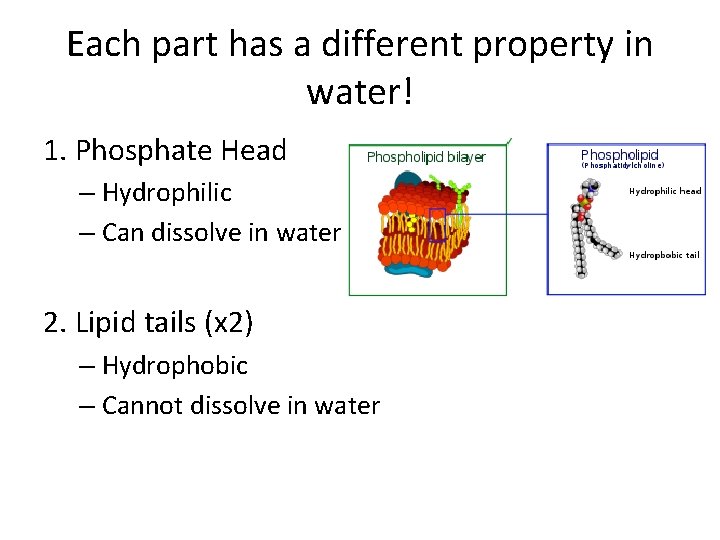 Each part has a different property in water! 1. Phosphate Head – Hydrophilic –