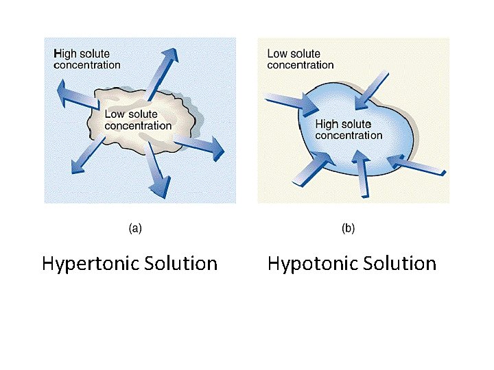 Hypertonic Solution Hypotonic Solution 